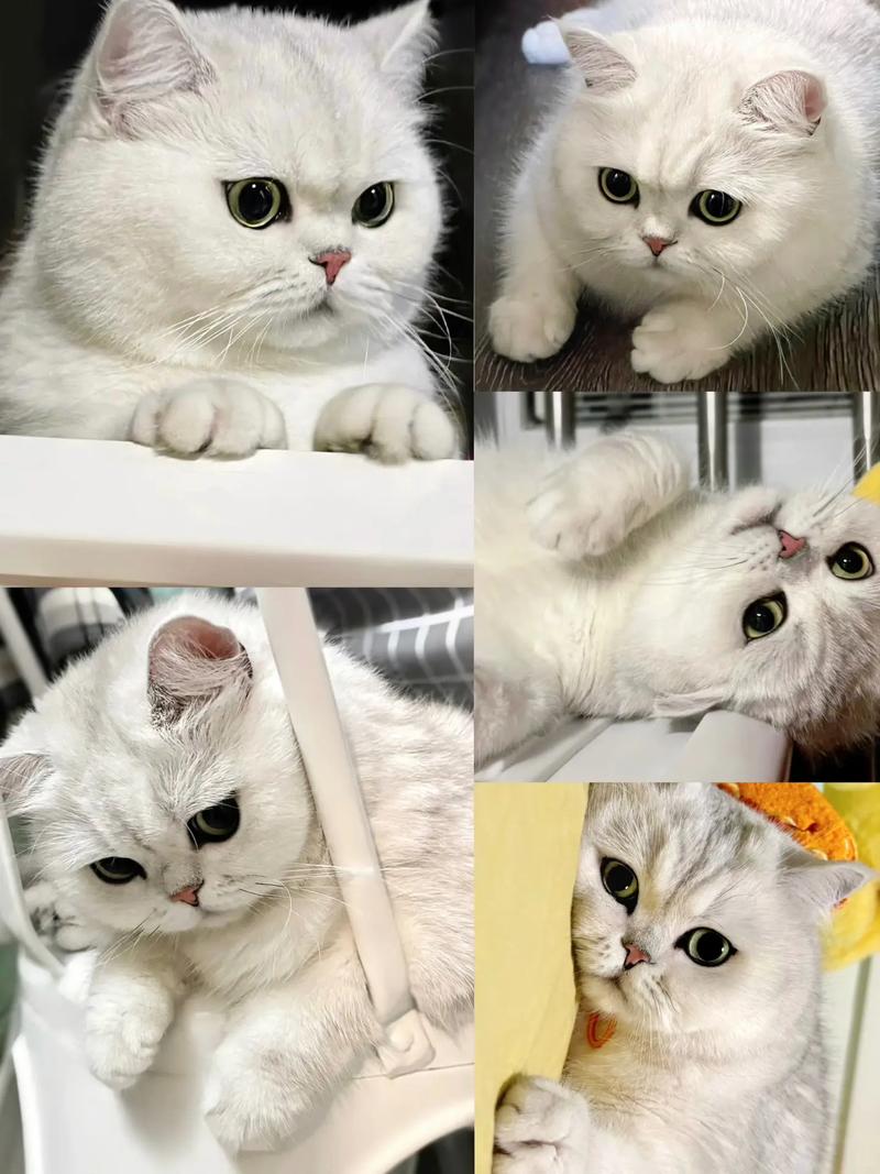 银渐层猫怕冷吗_银渐层猫怕冷怕热,四季保暖防暑饮食要注意 银渐层猫怕冷吗_银渐层猫怕冷怕热,四季保暖防暑饮食要注意