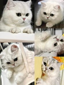 银渐层猫怕冷吗_银渐层猫怕冷怕热，四季保暖防暑饮食要注意