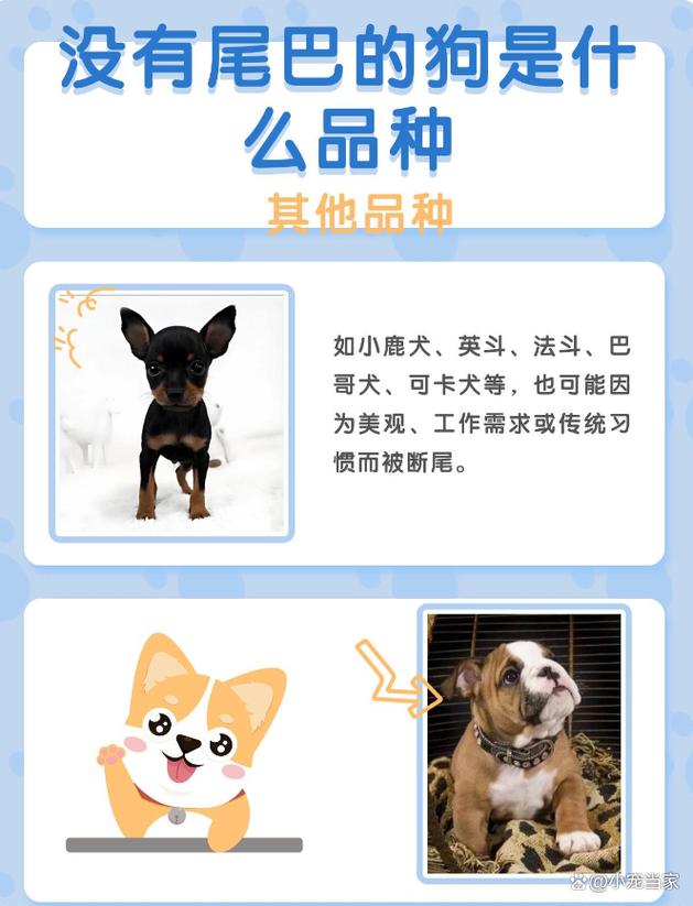 没尾巴的狗是什么品种_无尾狗狗品种及断尾争议