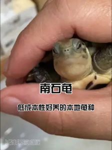 南石龟不能随便摸_害羞社交聪明伴侣