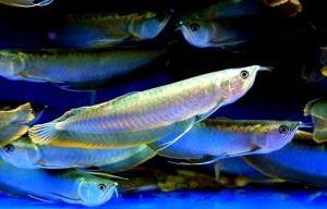 喂银龙鱼的小鱼，一次放多少进缸_幼鱼期日喂3-4次，成年期日喂1-2次