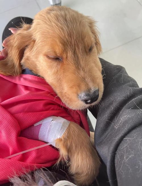 狗得了细小恢复征兆_看狗狗这些变化,主人别大意 狗得了细小恢复征兆_看狗狗这些变化,主人别大意