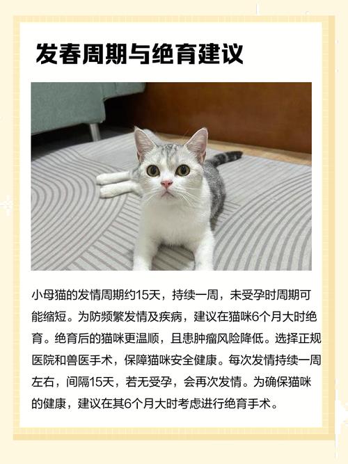 小母猫发春了怎么处理_母猫发情怎么办？绝育安抚助它安好