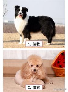 冰岛牧羊犬智商排名_北欧牧羊犬超聪明！