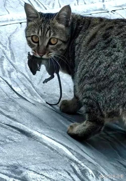 尾巴短的猫抓老鼠吗_猫抓老鼠能力强弱与尾巴长短关系不大 尾巴短的猫抓老鼠吗_猫抓老鼠能力强弱与尾巴长短关系不大