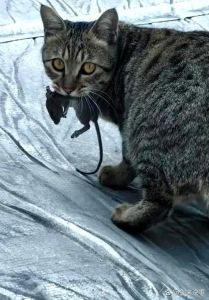 尾巴短的猫抓老鼠吗_猫抓老鼠能力强弱与尾巴长短关系不大