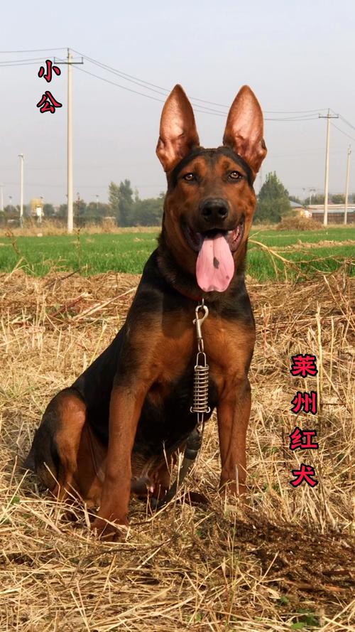 红毛犬品种大全_忠诚护家好伙伴