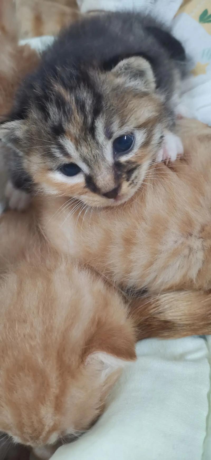 该不该给母猫留一个小猫_母猫产后留一猫好处多，但需考虑经济空间