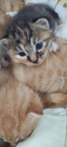 该不该给母猫留一个小猫_母猫产后留一猫好处多，但需考虑经济空间