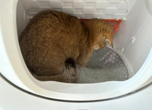 猫带回家没有猫砂盆_猫咪随地排泄？快给它准备干净猫砂盆！