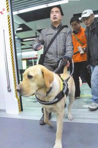 常见的导盲犬品种_拉布拉多德国牧羊犬等品种