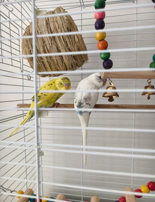 红宝石鹦鹉为什么不能随便养_好养吗?需谨慎! 红宝石鹦鹉为什么不能随便养_好养吗?需谨慎!