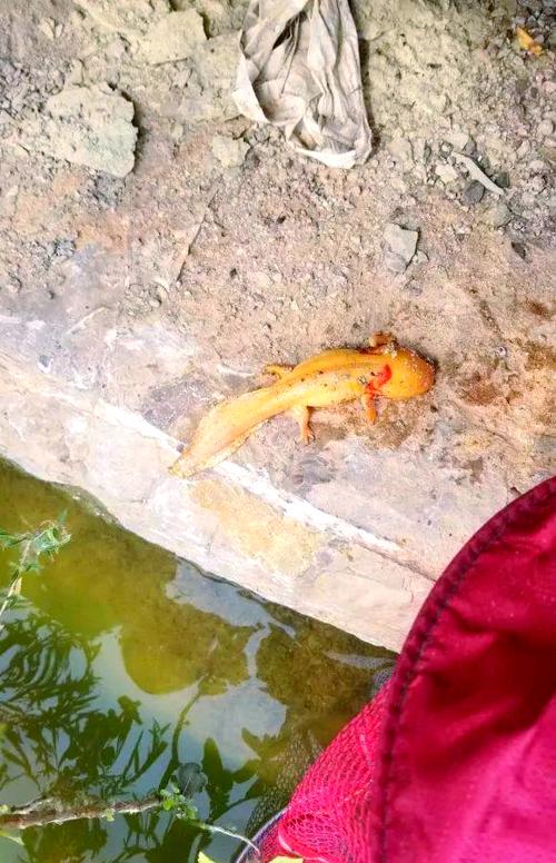 金色六角恐龙鱼有毒吗_金色六角恐龙鱼喂养和饲养注意事项 金色六角恐龙鱼有毒吗_金色六角恐龙鱼喂养和饲养注意事项