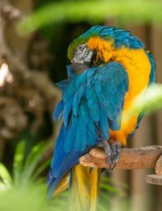 雄性蓝太平洋鹦鹉_公鸟蓝翅头，母鸟头绿色