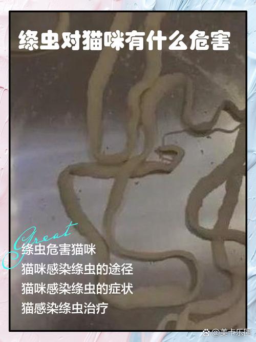 女子带猫睡感染寄生虫_猫弓形虫传染人?注意驱虫和卫生! 女子带猫睡感染寄生虫_猫弓形虫传染人?注意驱虫和卫生!