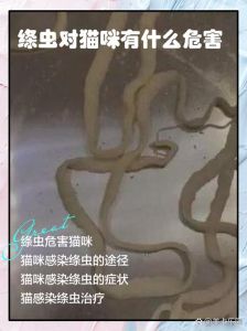 女子带猫睡感染寄生虫_猫弓形虫传染人？注意驱虫和卫生！