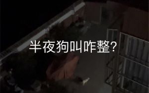 凌晨1点狗叫要警惕_狗狗凌晨叫怎么办？排查原因并安抚