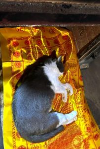 猫过世后灵魂去哪了_猫咪走了，灵魂在哪儿？科学说不存在