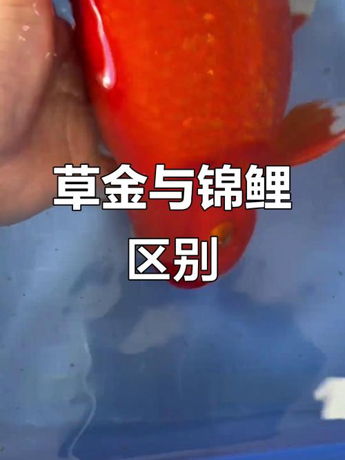 红草金鱼与锦鲤的区别_几招教你轻松区分 红草金鱼与锦鲤的区别_几招教你轻松区分