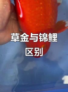 红草金鱼与锦鲤的区别_几招教你轻松区分
