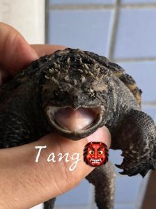 原种佛鳄龟_佛鳄龟辨种养龟与繁殖