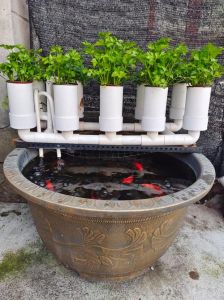 庭院水缸养鱼的方法_老水缸养鱼，不换水生态法