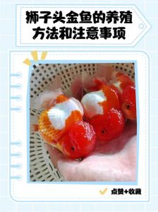 狮子头金鱼被锦鲤咬了_锦鲤为何会咬狮子头金鱼及解决方法