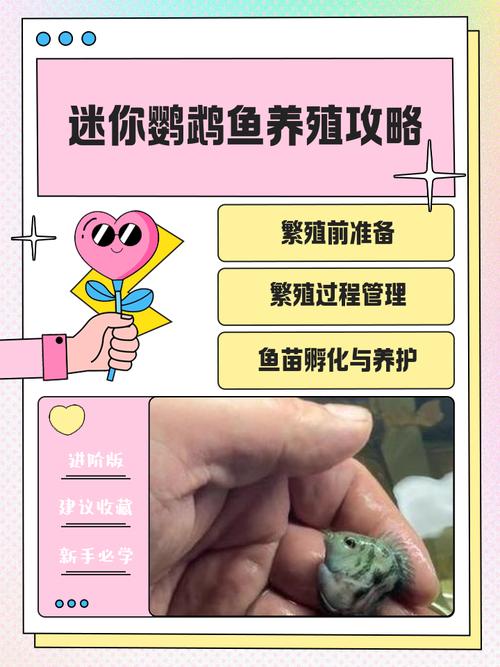 养迷你鹦鹉鱼经验_新手养迷你鹦鹉鱼,强健易养,掌握要点轻松搞定! 养迷你鹦鹉鱼经验_新手养迷你鹦鹉鱼,强健易养,掌握要点轻松搞定!