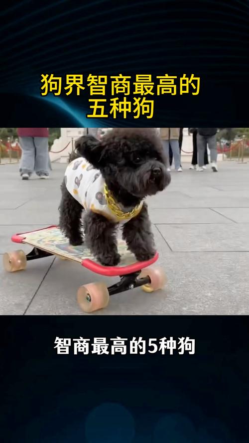 哪一种狗智商最高_选聪明狗?不只看智商,更要适合你! 哪一种狗智商最高_选聪明狗?不只看智商,更要适合你!