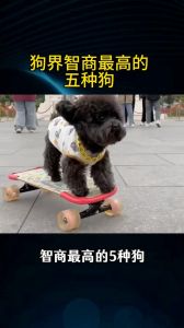 哪一种狗智商最高_选聪明狗？不只看智商，更要适合你！