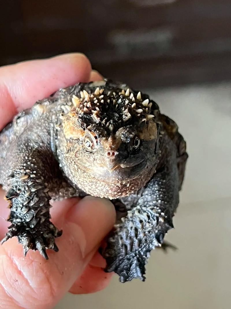 顶级纯佛鳄龟照片_品相好,价值高 顶级纯佛鳄龟照片_品相好,价值高