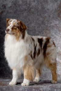 瑞典牧羊犬：聪明活泼好动，忠诚友好的牧羊犬