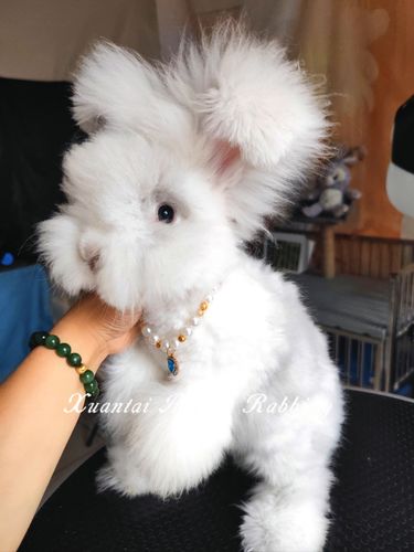 大流士兔和安哥拉兔哪个好养_哪个更适合你? 大流士兔和安哥拉兔哪个好养_哪个更适合你?