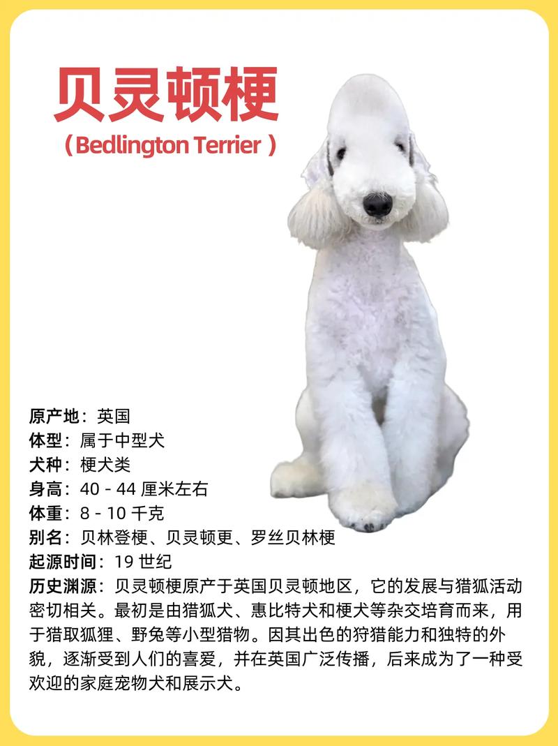 梗类犬排名_选对陪伴关爱最重要