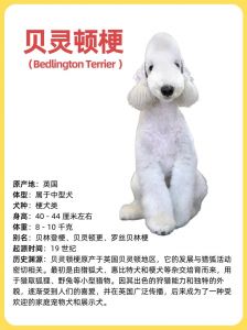 梗类犬排名_选对陪伴关爱最重要