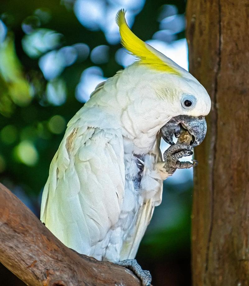葵花凤头鹦鹉_聪明亲人,需陪伴和关爱 葵花凤头鹦鹉_聪明亲人,需陪伴和关爱
