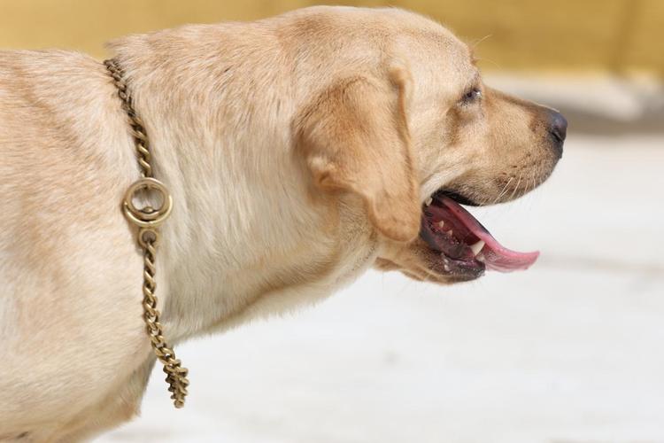 13岁的狗狗总是一直喘气_狗狗喘气快?快查原因,严重速就医! 13岁的狗狗总是一直喘气_狗狗喘气快?快查原因,严重速就医!