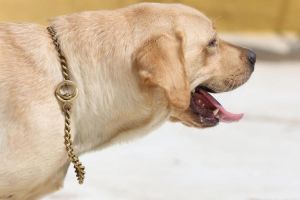 13岁的狗狗总是一直喘气_狗狗喘气快？快查原因，严重速就医！