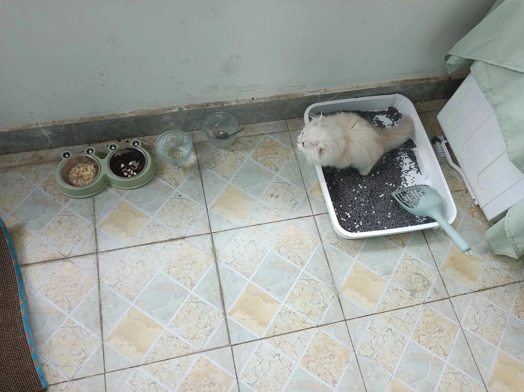 猫便秘三天后拉屎多长_猫咪便秘怎么办? 猫便秘三天后拉屎多长_猫咪便秘怎么办?