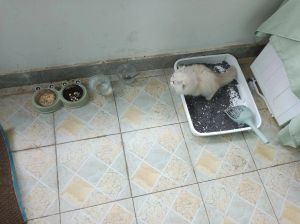 猫便秘三天后拉屎多长_猫咪便秘怎么办？