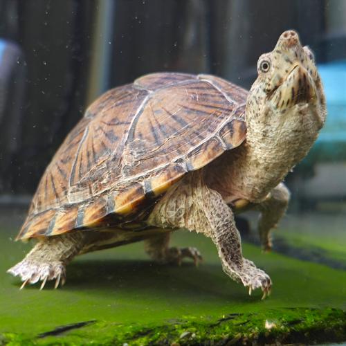 40缸能养几只剃刀龟_养剃刀龟需多大空间？40缸养2只合适，但要看龟大小和活动量