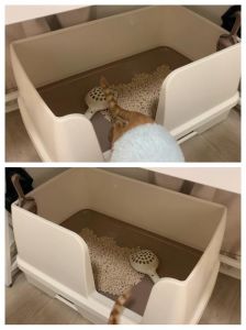 双层猫砂盆好用还是单层_单层双层封闭，看需求选合适！