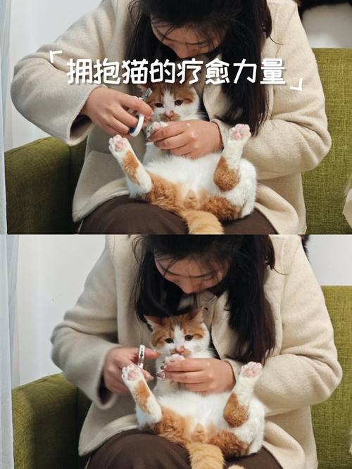 强制给猫剪指甲_猫咪指甲剪技巧,防抓伤爱宠家具 强制给猫剪指甲_猫咪指甲剪技巧,防抓伤爱宠家具