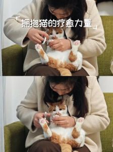 强制给猫剪指甲_猫咪指甲剪技巧，防抓伤爱宠家具