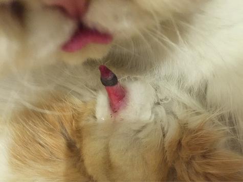 丁丁被猫舔了多久会死_猫舔舐会得狂犬病?看猫情况! 丁丁被猫舔了多久会死_猫舔舐会得狂犬病?看猫情况!