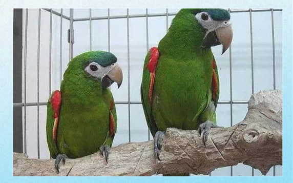 红肩金刚鹦鹉为什么不能随便养_法律保护濒危动物 红肩金刚鹦鹉为什么不能随便养_法律保护濒危动物