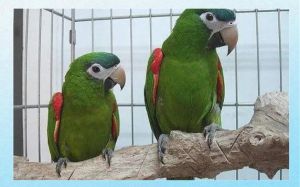 红肩金刚鹦鹉为什么不能随便养_法律保护濒危动物