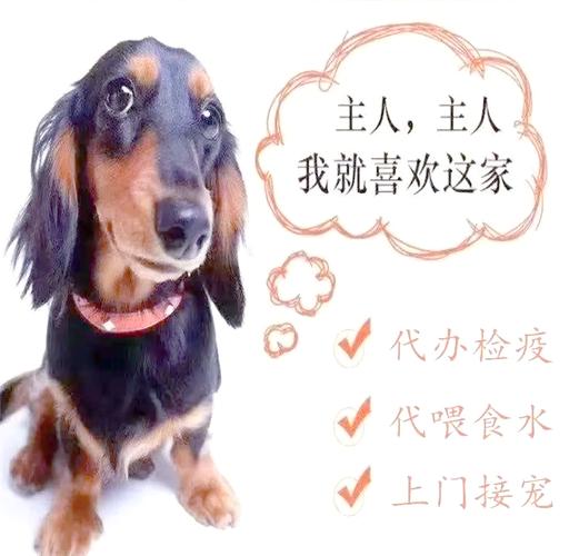 长途运输的狗狗到家注意事项_长途搬家后狗狗照顾指南 长途运输的狗狗到家注意事项_长途搬家后狗狗照顾指南