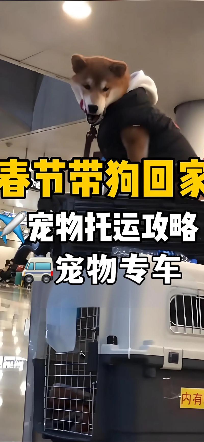 私家车怎么带狗狗回家_私家车带狗返乡安全指南