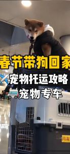 私家车怎么带狗狗回家_私家车带狗返乡安全指南